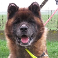 BOUM, chien à adopter