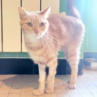 Chace, chat à adopter