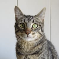 Arthur (réservé), chat à adopter
