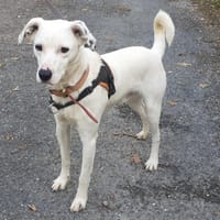 Voyou, chien à adopter