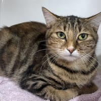 VIVI, chatte à adopter