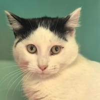 Ulysse, chat à adopter