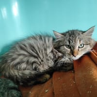 GALAXY Réservée, chatte à adopter