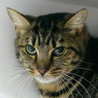 ZAX, chat à adopter