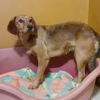 ZALIE, chienne à adopter