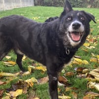 WILLY, chien à adopter