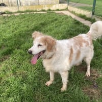 ELZA, chienne à adopter