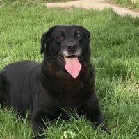 REINE, chienne à adopter