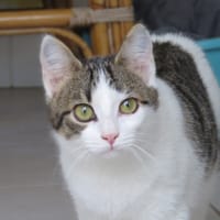 Antonin, chat à adopter