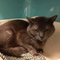 CAPTAIN C, chat à adopter