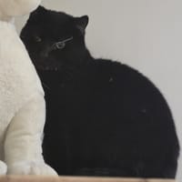 BLACKY, chat à adopter