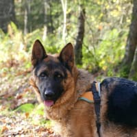 ULK, chien à adopter