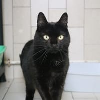 BETH HAB17238, chatte à adopter