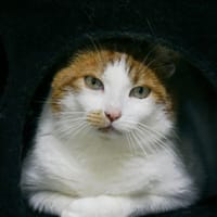 MARCEL, chat à adopter