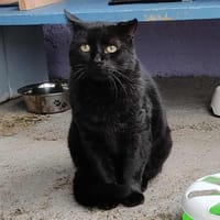 GASPARD, chat à adopter