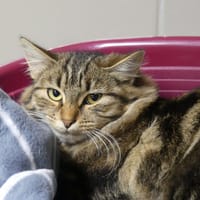 Rella, chatte à adopter