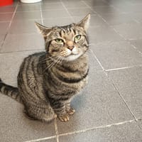 RUBIS C, chatte à adopter