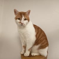 BANIA C, chat à adopter