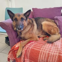 FILOU QCN, chien à adopter