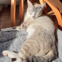 Kea, chatte à adopter