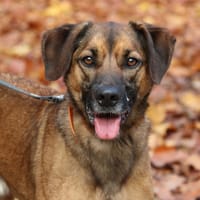 BLADE, chien à adopter