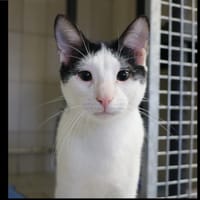 Oreo HAB17256, chat à adopter