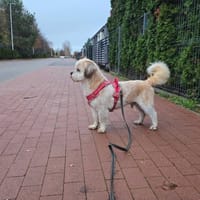 Kokos, pies do adopcji