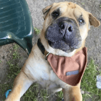 Simon, dog to adopt