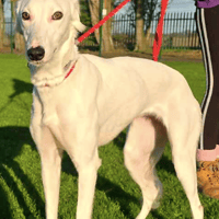 Angel, female dog to adopt