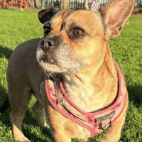 Lola, female dog to adopt