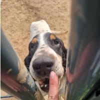 ASTRO, chien à adopter