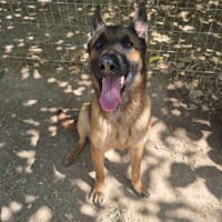 EBENE, chien à adopter