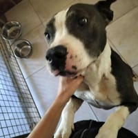 ZORRO, chien à adopter