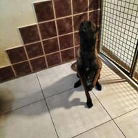 DARKO, chien à adopter