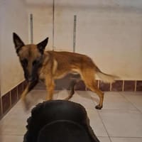 URUS, chien à adopter