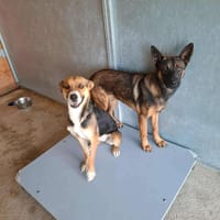 PEPSI, chien à adopter