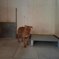 APOLLO, chien à adopter