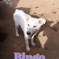 BINGO nato ad Aprile ‘25, cane da adottare