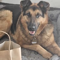 Todi, pies do adopcji