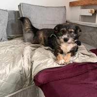 Berta, suczka do adopcji