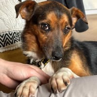 Houdini, pies do adopcji