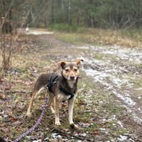 Tytus, pies do adopcji