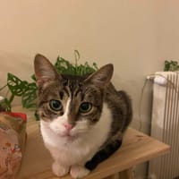 MOOZE, chatte à adopter