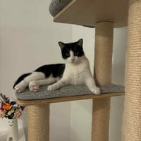 MAGDA, chatte à adopter