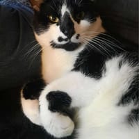 MAXOU, chat à adopter