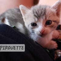 Pirouette, chatte à adopter