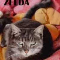 Zelda, chatte à adopter