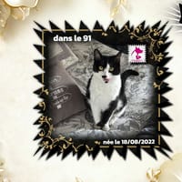 Yumi, chatte à adopter