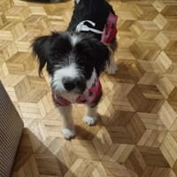 Bella, suczka do adopcji