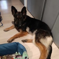 Sonia, suczka do adopcji